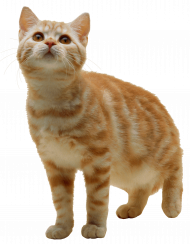 cat png image download picture kitten   hd png