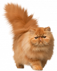 Cat transprent background