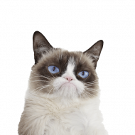 Cat transprent   cat png