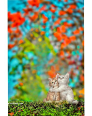 Cats cb background free download