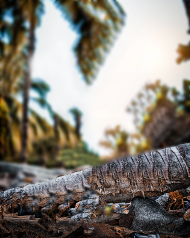 Cb Editing Background 2022