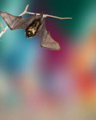 Chamgader editing background