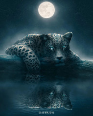 Cheeta  editing background