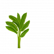 Chhath puja kela transparent png images