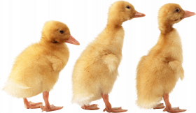 child duck png image
