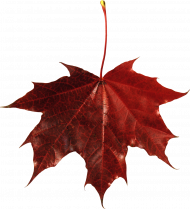 Clipart autumn leaves transparent png,Autumn leaves png images