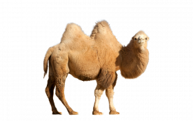 clipart transparent camel png