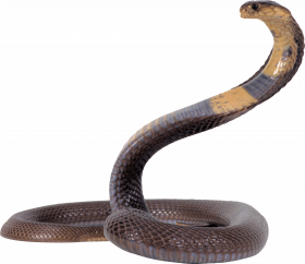 Cobra sanke png download