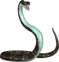 Cobra sanke png download