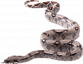 Cobra transparent snake png