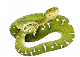 Cobra transparent snake png