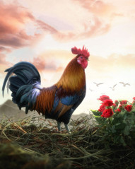 Cock Poster Background For Picsart CB Editing   3000x3753