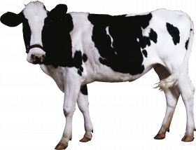 cow png image   hd png
