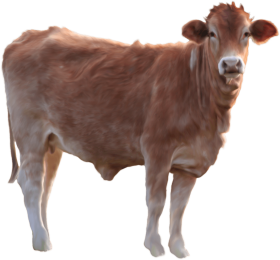 cow png image   hd png (2)