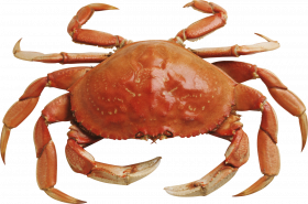 crab free download png   hd png