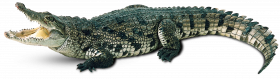 crocodile free png image