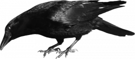Crow editing png