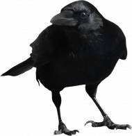 Crow hd png