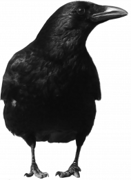 Crow hdt ransparent png