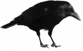 crow PNG