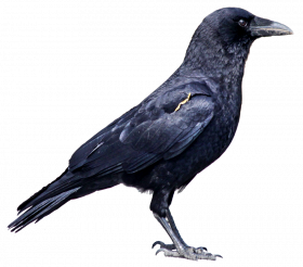 Crow png hd