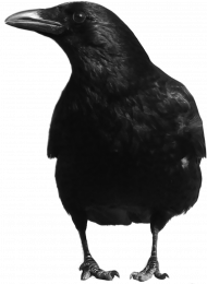 Crow png image