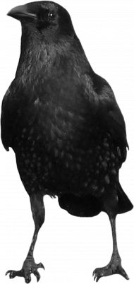 Crow png transparent background