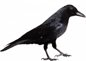 Crow png transparent background download