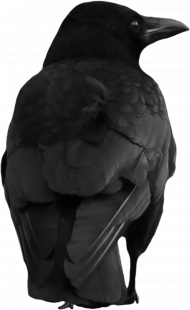 Crow png transparent background hd