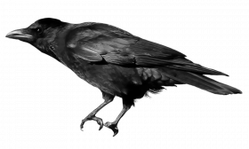 Crow transparent background