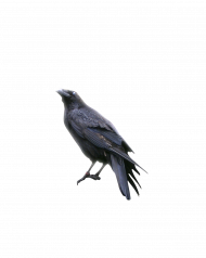 Crow transparent background