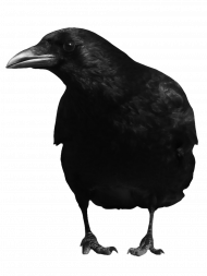 Crow transparent Background png