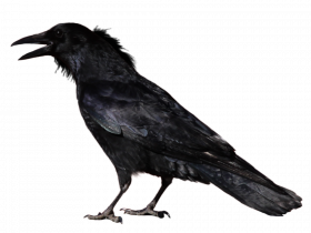 Crow transparent png