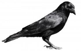 Crow transparent png hd