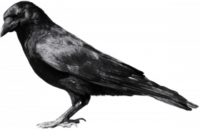 Crow transparent png images,Sitting crow png images