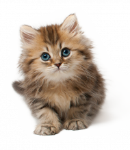 Cute Cat Png Transparent Background