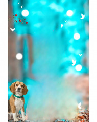 Cute dog hd cb editing background