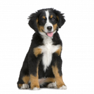 Cute dog png (2)
