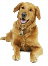 Cute dog png (4)