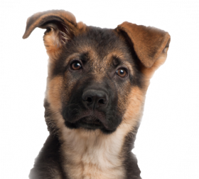 Cute dog png hd download (3)