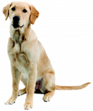 Cute dog png hd download (4)