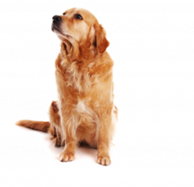 Cute dog png hd download (5)