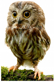 Cute hd owl transparent png