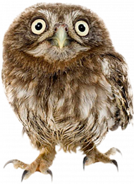 Cute owl png transparent background