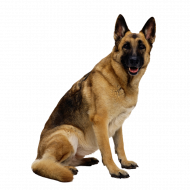 Cute transparent dog png (1)