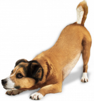 Cute transparent dog png (2)