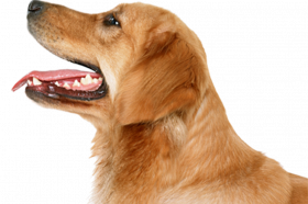 Cute transparent dog png (3)