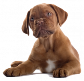 Cute transparent dog png (5)