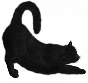 Dar black cat   cat png