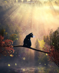 Dark cat  photoshop editing background